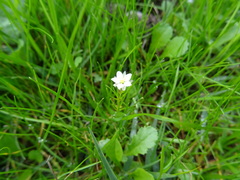 Spergula
