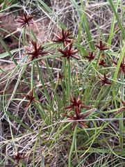 Cyperus rupestris