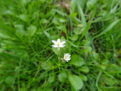 Spergula