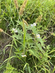 Solanum carolinense