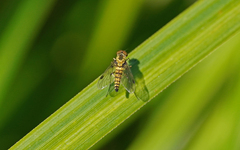 Chrysopilus asiliformis
