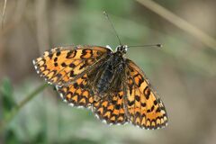 Melitaea trivia