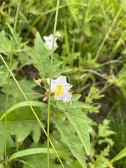 Solanum carolinense