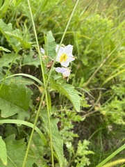 Solanum carolinense
