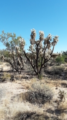 Cylindropuntia fulgida