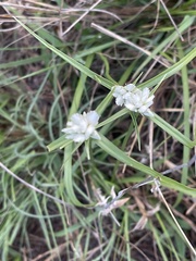 Cyperus niveus leucocephalus
