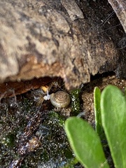 Helicodiscus parallelus