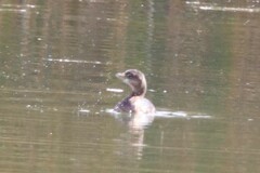 Podilymbus podiceps podiceps