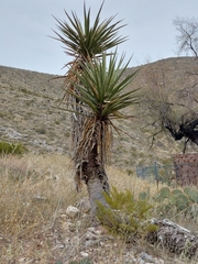 Yucca torreyi
