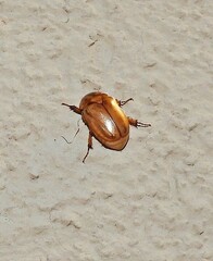 Cyclocephala signaticollis