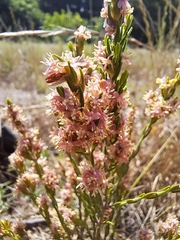 Passerina corymbosa
