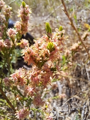 Passerina corymbosa