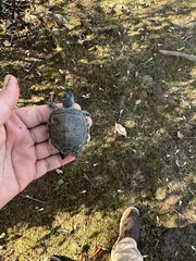 Pseudemys concinna concinna