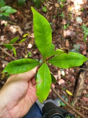 Sideroxylon salicifolium