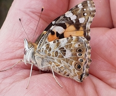 Vanessa cardui