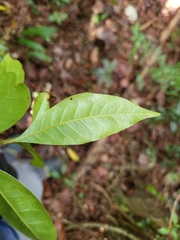 Sideroxylon salicifolium