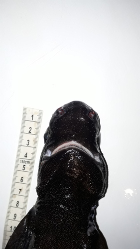 Granular dogfish (Centroscyllium granulatum) — Etmopteridae — 2