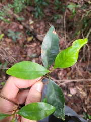 Sideroxylon salicifolium