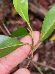 Sideroxylon salicifolium