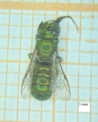 Ceratina smaragdula