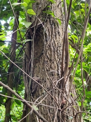 Sideroxylon salicifolium