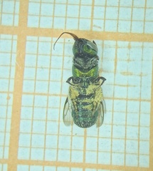 Ceratina smaragdula