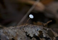 Marasmius epiphyllus