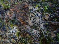 Opegrapha
