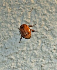 Cyclocephala signaticollis