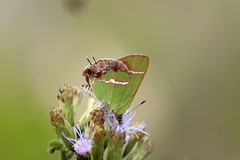 Chlorostrymon simaethis