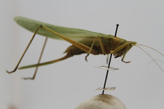 Neoconocephalus robustus