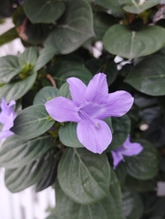 Barleria
