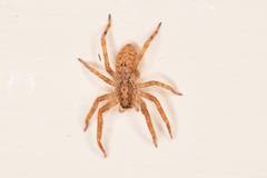 Zoropsis spinimana