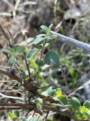 Lonicera subspicata