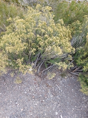 Ericameria laricifolia