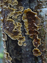 Stereum rugosum
