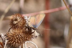 Brephidium exilis exilis