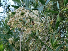 Baccharis salicifolia