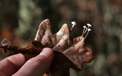 Marasmius epiphyllus