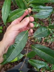 Licaria parvifolia