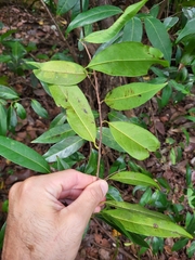 Licaria parvifolia