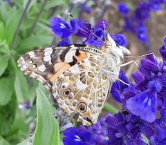 Vanessa cardui