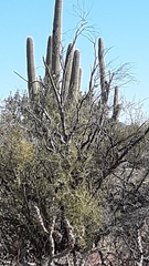 Melanerpes uropygialis