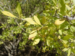 Forestiera pubescens pubescens
