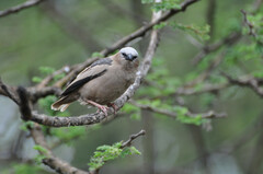 Pseudonigrita arnaudi