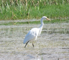 Ardea intermedia brachyrhyncha