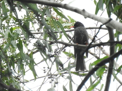 Hypsipetes leucocephalus