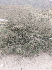Ceanothus pauciflorus