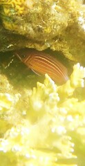 Sargocentron diadema