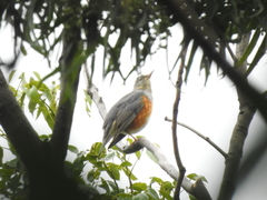 Turdus hortulorum